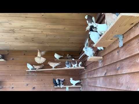 Видео: 30 октября 2025 г.