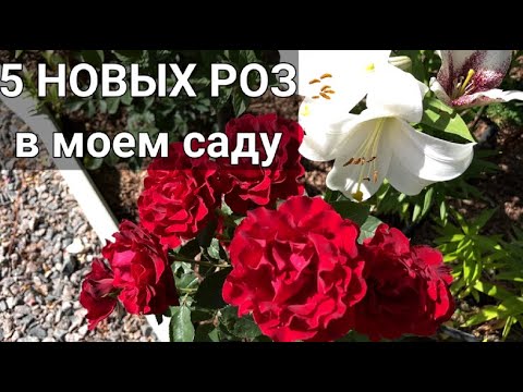 Видео: РОЗЫ НОВИНКИ 🌹 (сезон 2025г) | Новые сорта роз в моем саду | Красивые сорта роз