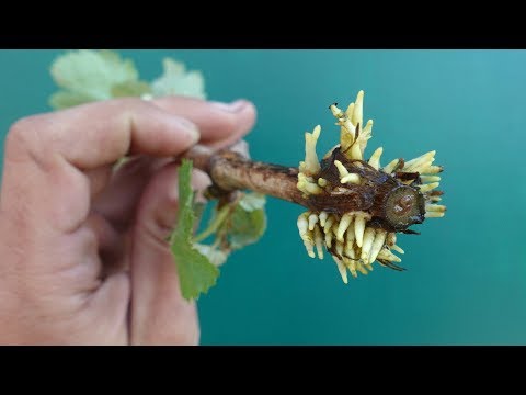 Видео: СЕКРЕТЫ УКОРЕНЕНИЯ ВИНОГРАДА / ОТ ЧЕРЕНКА ДО УРОЖАЯ