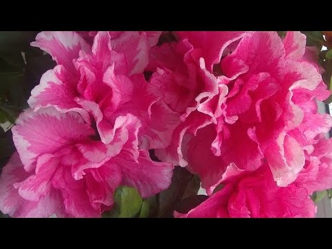 Видео: Азалия  гулуно кандай кам коробуз.🌺🌺🌺🌺🌺