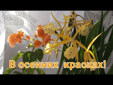 Видео: Самое яркое цветение осени!Brassocattleya Yellow Bird!#орхидеи #цветениеорхидей #orchid #flowers 