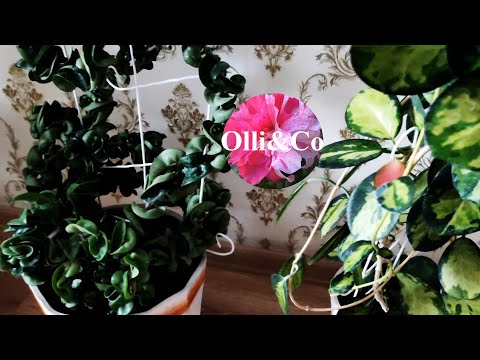 Видео: ХОЙИ и ДРУГИЕ КОМНАТНЫЕ РАСТЕНИЯ  Ноябрь 2022