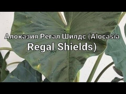 Видео: Алоказия  Регал Шилдс посадка на Фитиль