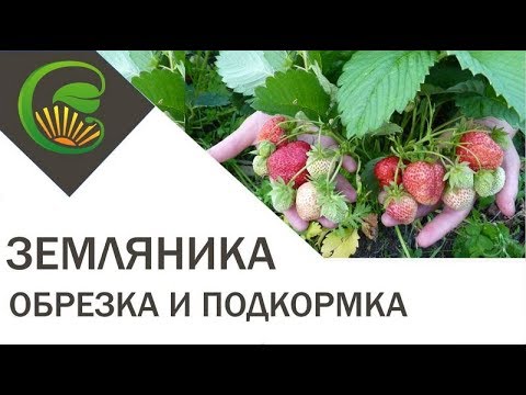 Видео: Обрезка и подкормка земляники