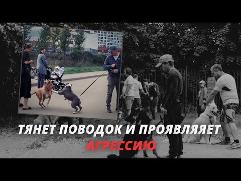 Видео: Амстафф проявляет агрессию к другим собакам. Как исправить зооагрессию?