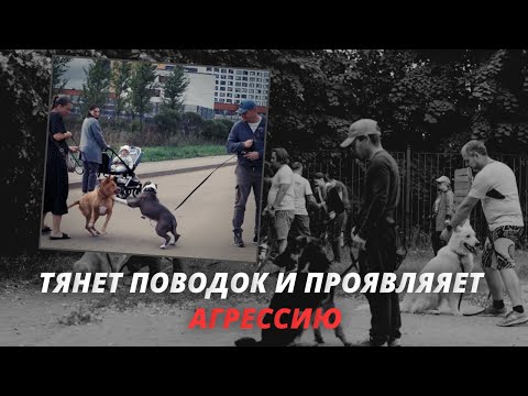 Видео: Амстафф проявляет агрессию к другим собакам. Как исправить?