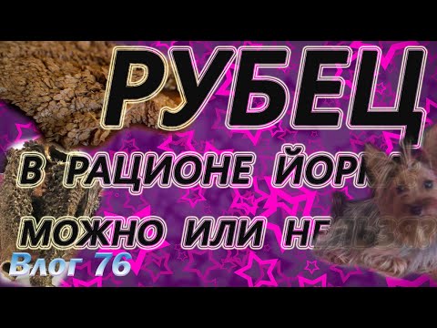 Видео: Можно ли йорку рубец? Рубец в рационе йоркширского терьера.