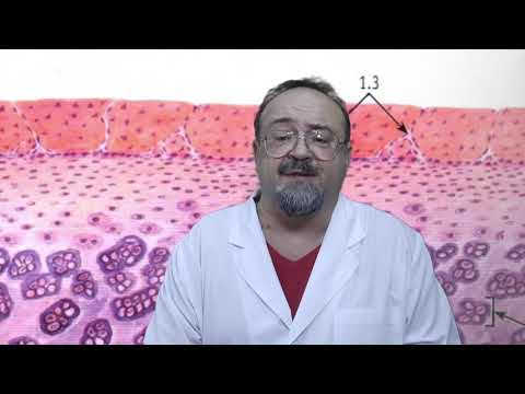Видео: скелетные ткани