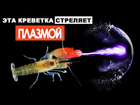 Видео: Креветка с суперспособностями. Красивый аквариум для маленьких креветок.
