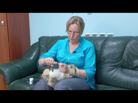 Видео: Профессиональный груминг чихуахуа