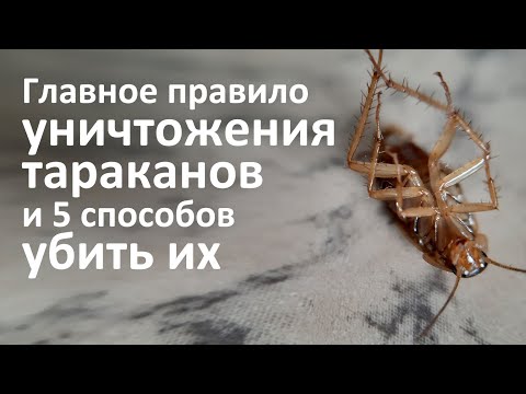 Видео: 5 способов уничтожить тараканов и одно главное правило такого уничтожения