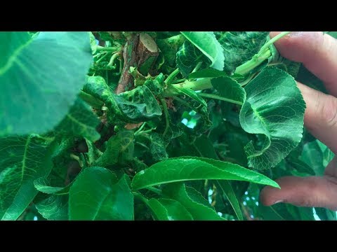 Видео: Как НАВСЕГДА избавиться от ТЛИ !