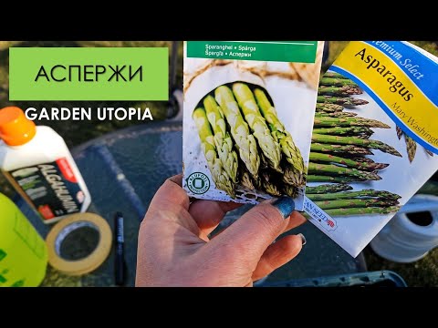 Видео: Аспержи: засяване и отглеждане