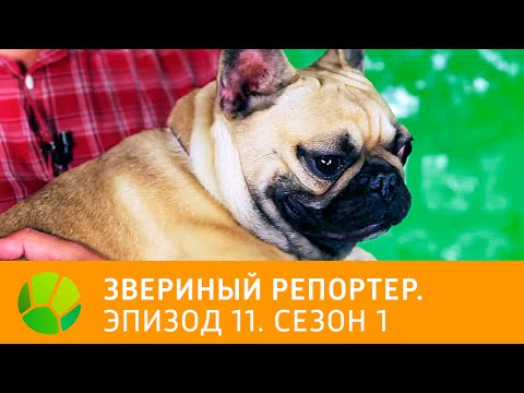 Видео: Звериный репортер. Эпизод 11. Сезон 1 | Живая Планета