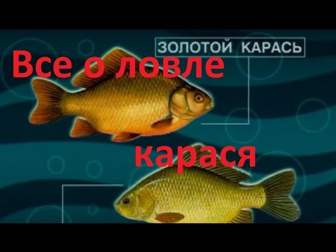 Видео: Диалоги о рыбалке - Выпуск 215 - Все о  ловле карася.