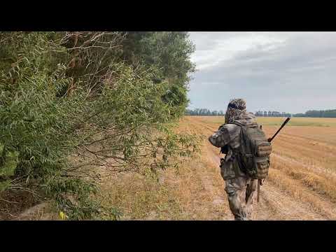 Видео: Охота на лося на реву. Вабим лося. Пока тишина. #охота #охотаналося #лось #moose