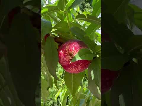 Видео:  Нектарин бореал , супер по смаку . 