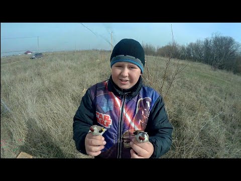 Видео: Ловля птиц! Хороший улов, попался ЩЕГОЛ МЕТИС! Catching birds! Nice catch caught Goldfinch mestizo!