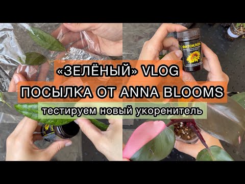 Видео: Распаковка посылки с новыми растениями от @anna_blooms . Хойи, филодендрон Розовая принцесса 🫶🏻