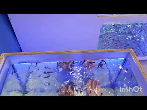 Видео: ЗИМУЕМ У МОРЯ. ЛАЗАРЕВСКОЕ. ОТЕЛЬ ТИХИЙ РАЙ. РЫБКИ ДОКТОРА. ПИЛИНГ РЫБКАМИ.