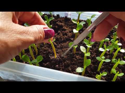 Видео: Пикировка сеянцев адениума #  И маленькое чудо!