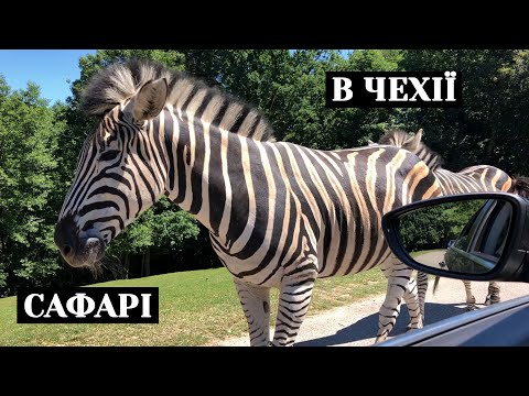 Видео: Чехія. Сафарі парк. ZOO Dvůr Králové