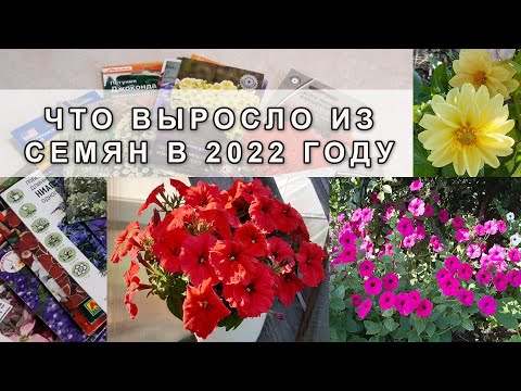 Видео: Что выросло из семян в 2022 году