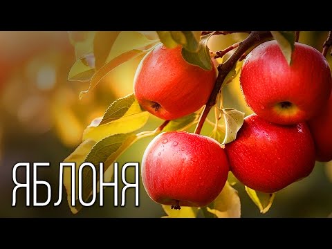 Видео: Яблоко: Самый важный фрукт | Интересные факты про яблоню