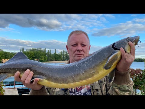 Видео: ИДЕАЛЬНЫЙ РЕЦЕПТ- ПОВТОРИТЬ ЕГО ПРОСТО ! РЫБА ГОРЯЧЕГО КОПЧЕНИЯ ENG SUB  #рыба #горячего #копчения
