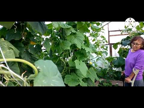 Видео: "Тиэргэн" - проект