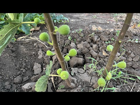 Видео: На який рік починає плодоносити інжир