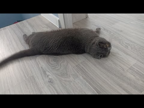 Видео: Беларусь | Рум Тур по нашему дому во время генеральной уборки