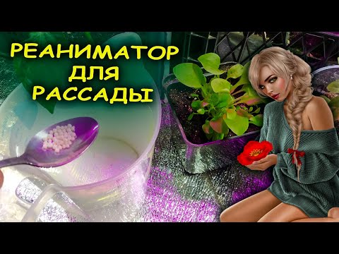 Видео: Опрыскайте один раз этим  вялую  рассаду и она оживет! Как выращивать рассаду. Средство для рассады.