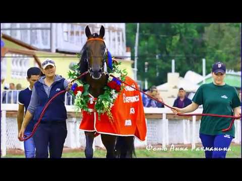 Видео: ЦМИ.Ипподром.Джек Пот-В Кондратюк.Часть 17. Rashen Bega Horse.