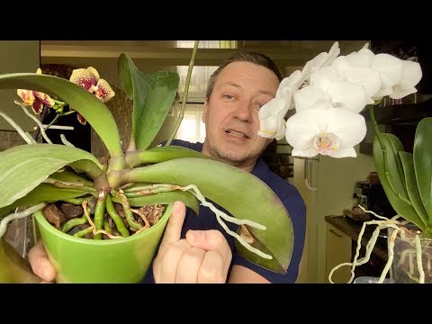 Видео: КОРНИ ОРХИДЕЙ ПРУТ с ПАЛЕЦ от КАМНЕЙ а цветонос орхидеи от ЧЕСНОЧНОЙ ВОДЫ?