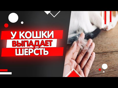 Видео: Почему у кошки выпадает шерсть, выпадение шерсти у кошек