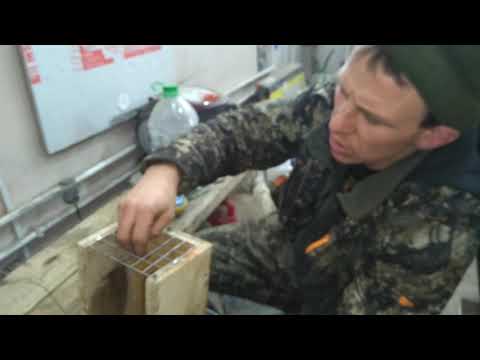 Видео: КАК ЯЩЕЧНАЯ ЛОВУШКА НА СОБОЛЯ И КУНИЦУ СУАС