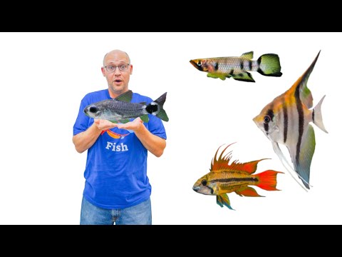 Видео: 33 НОВЫХ ВИДА РЫБ... НАСЛАЖДАЙТЕСЬ ВОДНЫМИ ЖЕМЧУЖИНАМИ ПРИРОДЫ! Экскурсия по магазину аквариумных...