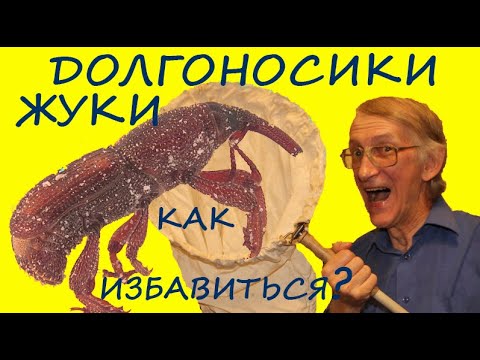 Видео: Как Избавиться от Рисового Долгоносика в Зерне? Школа Энтомолога.