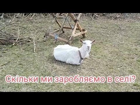 Видео: Відповіді на коментарі: заробіток в селі, наш бізнес в селі та інше.