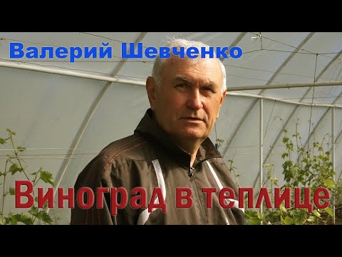 Видео: Виноград в теплице. Валерий Шевченко.