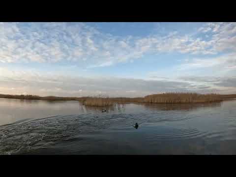 Видео: Охота на утку на воде   осень 2024