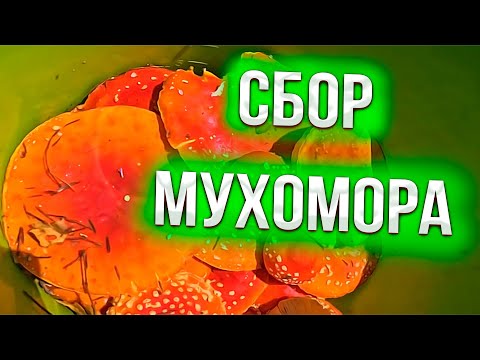 Видео: Sem Mer сбор красного мухомора !!!