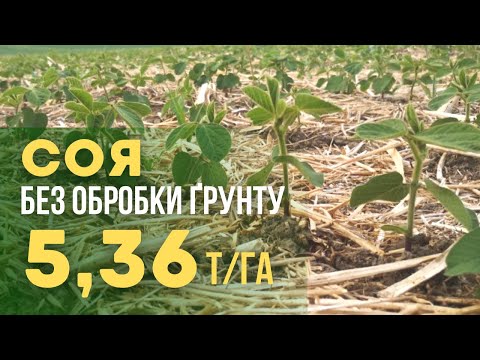 Видео: Як виростити більше 5 т/га сої | Працювати на ґрунт, а не на врожай