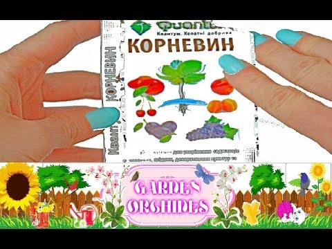 Видео: КОРНЕВИН - ИНГИБИТОР ОРХИДЕИ? НАРАЩИВАНИЕ КОРНЕЙ И РЕАНИМАЦИЯ ОРХИДЕИ!