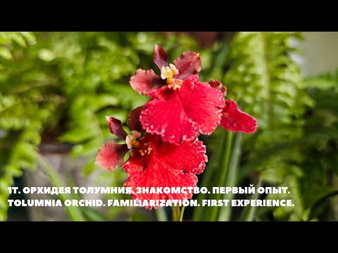 Видео: 1Т.Орхидея Толумния. Знакомство.Первый опыт. Tolumnia orchid.Familiarization.First experience.