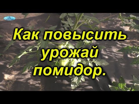 Видео: Самая важная подкормка томатов. Увеличиваем урожай.