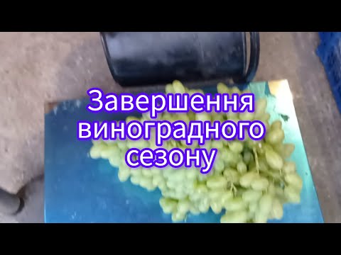 Видео: 80 кг винограду з куща. Гронка ,більша 10 літрового відра.🍇