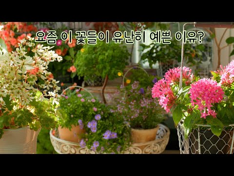 Видео: Цветы в саду веранды осенью становятся еще красивее.