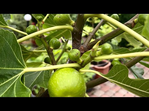 Видео: Инжир в контейнерах , завязались фиги .